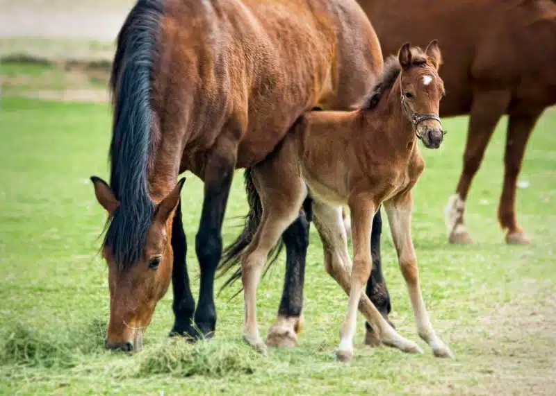 Chevaux