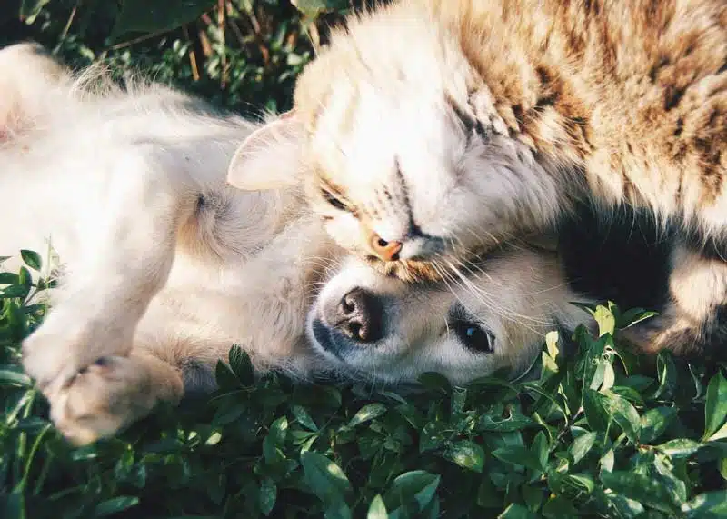 Chien et chat dans l'herbe