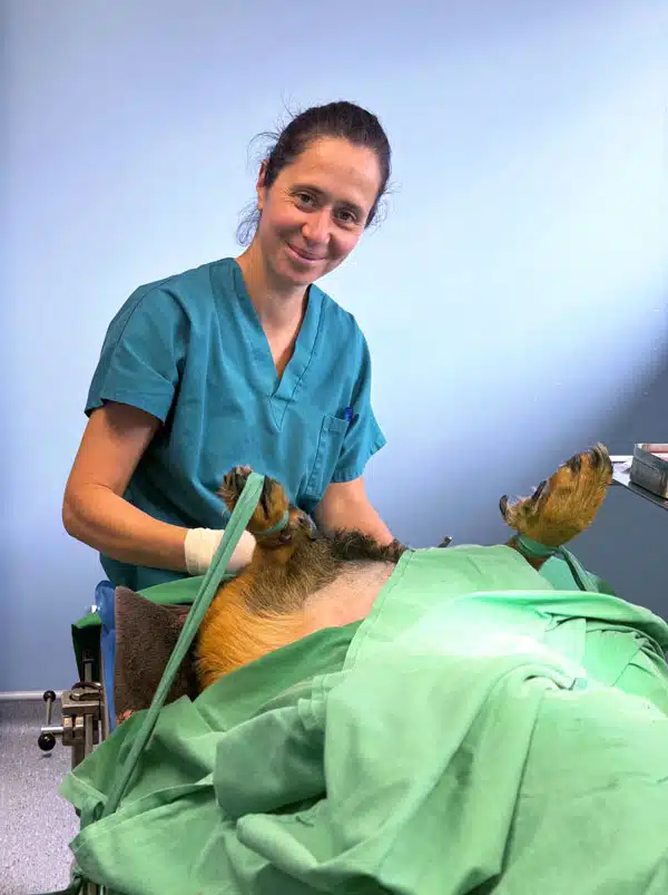 Dr Paniagua opère un chien