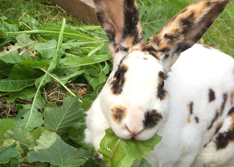 Lapin