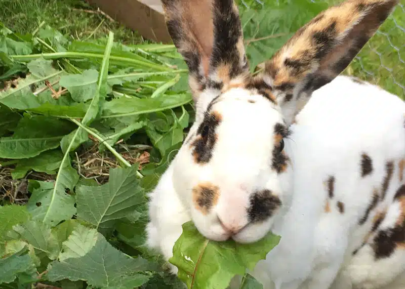 Lapin
