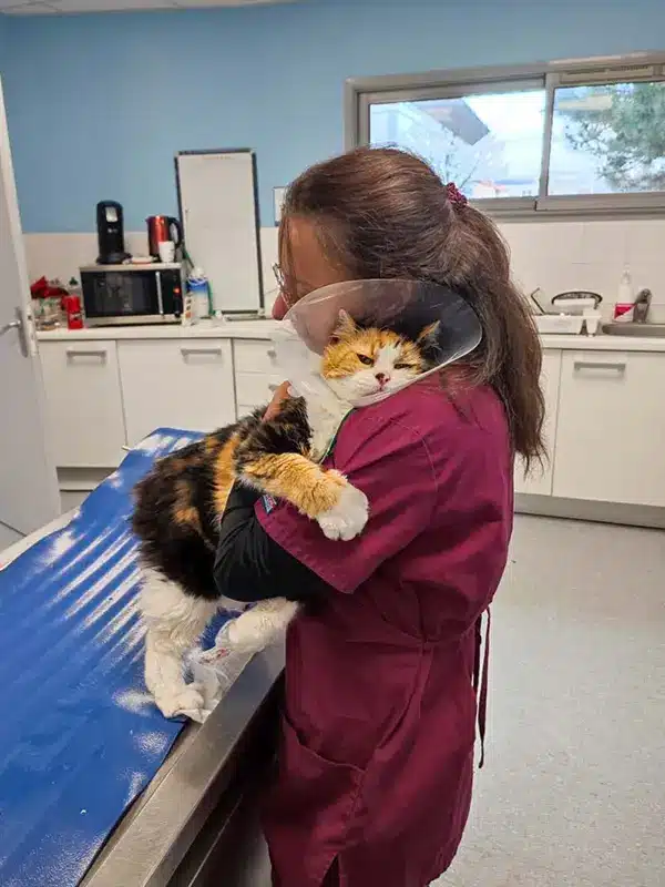 Eli réconforte un chat après son opération